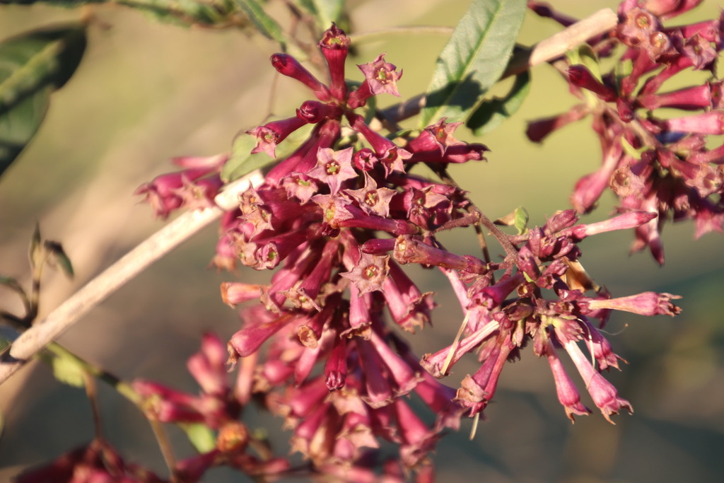 Cestrum elegans (Purple cestrum), non-native California shrub
