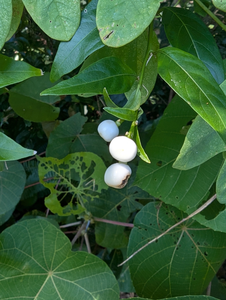 Cestrum nocturnum (Night-blooming jessamine), non-native California shrub / tree