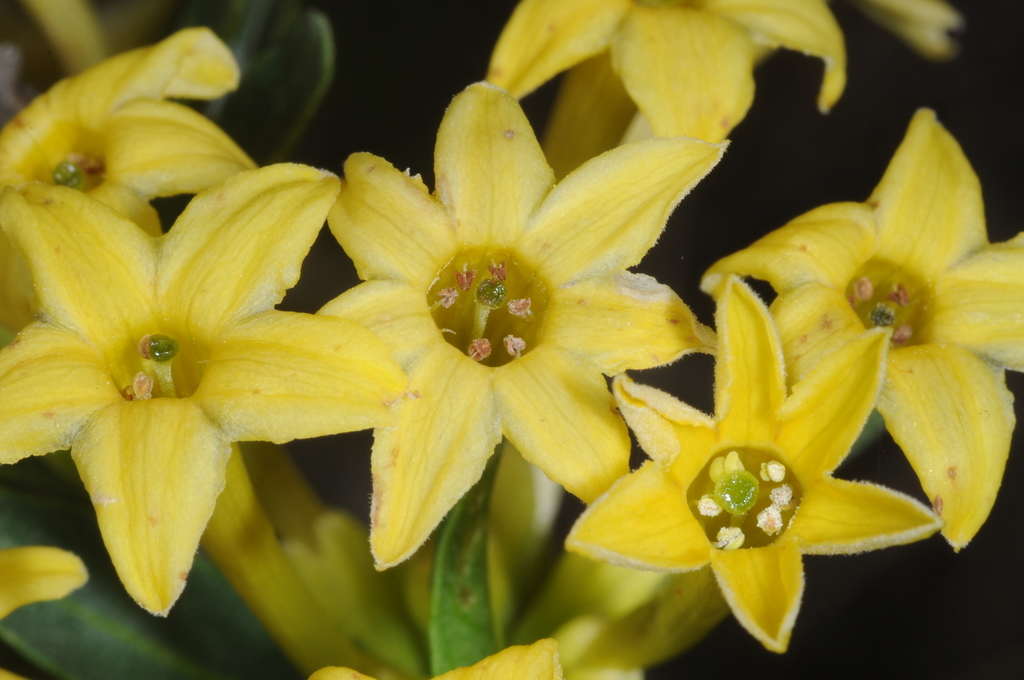 Cestrum parqui (Chilean jessamine), non-native California shrub / tree