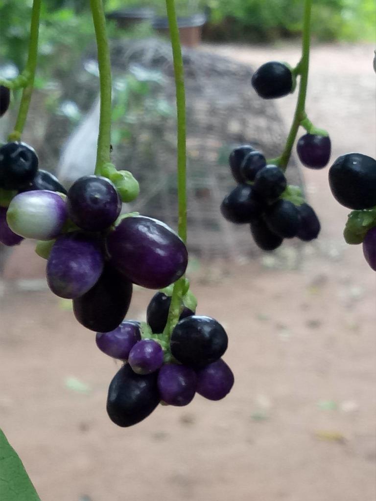 Cestrum sp. (Jessamine), non-native California shrub