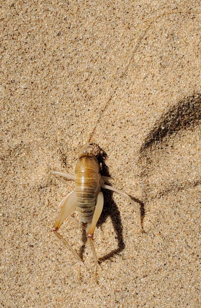 Ceuthophilus californianus (California Camel Cricket), California species
