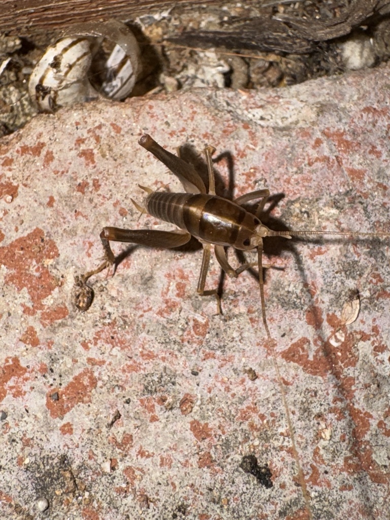 Ceuthophilus hesperus (San Diego Camel Cricket), California species