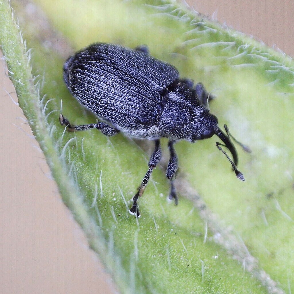 Ceutorhynchus obstrictus (Cabbage seed Weevil), California species