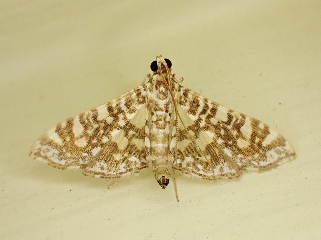 Chabulina onychinalis (Swan plant flower moth), California species