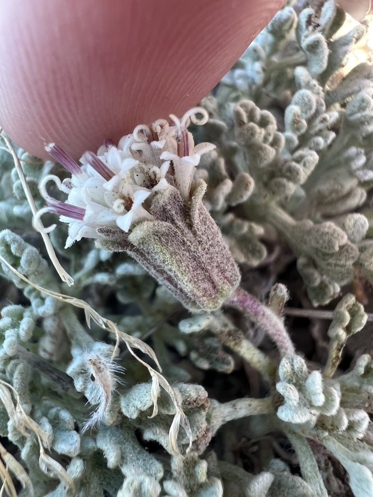 Chaenactis alpigena (Sharsmith pincushion), native California herb