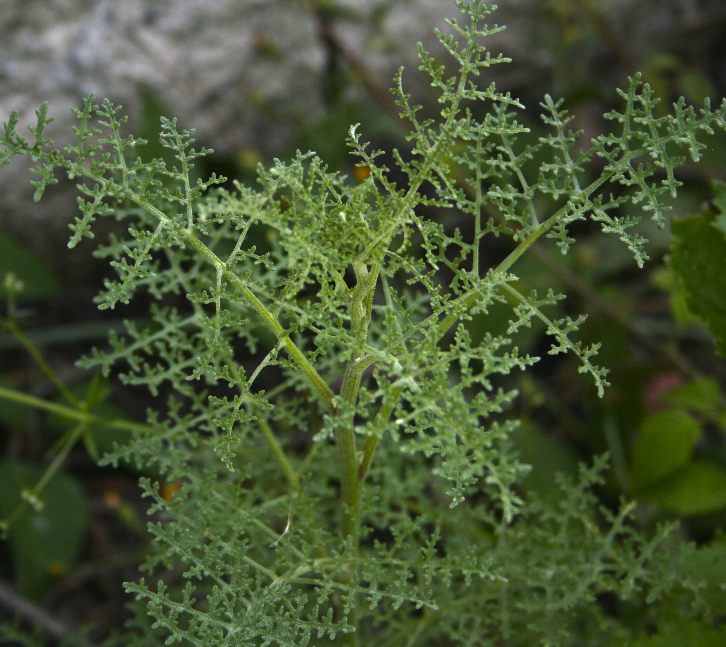 Chaenactis artemisiifolia (White pincushion), native California herb