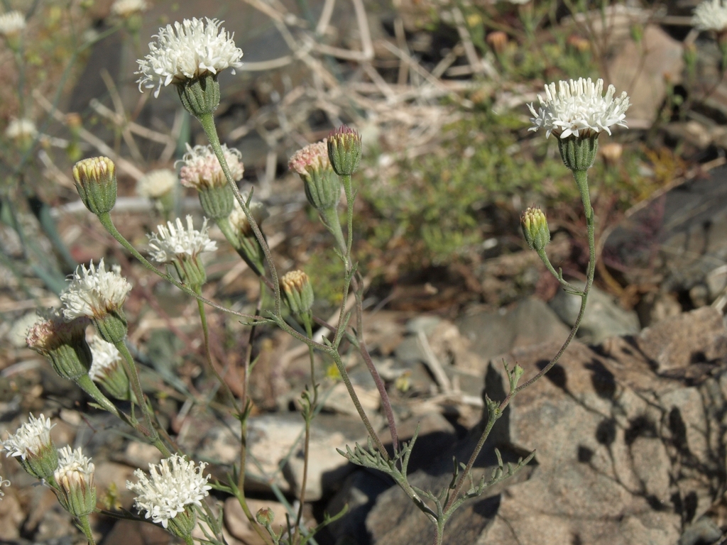 Chaenactis carphoclinia var. carphoclinia (Pebble pincushion), native California herb