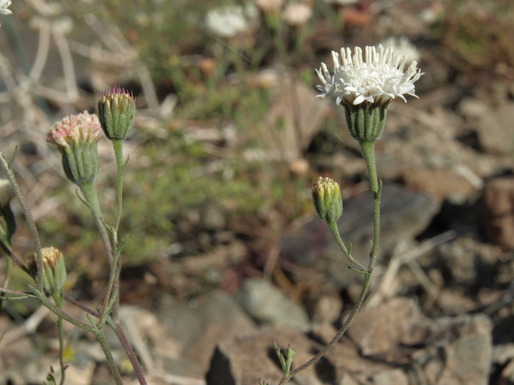 Chaenactis carphoclinia (Pebble pincushion), native California herb