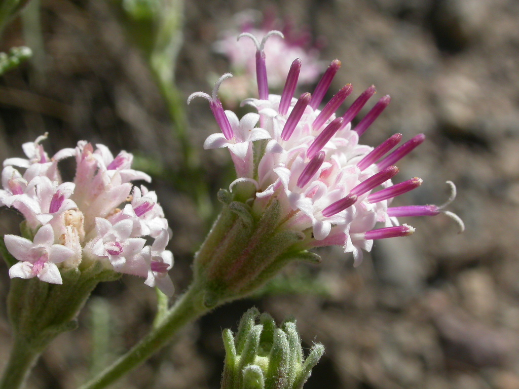 Chaenactis douglasii var. alpina (Alpine dusty-maidens), native California herb