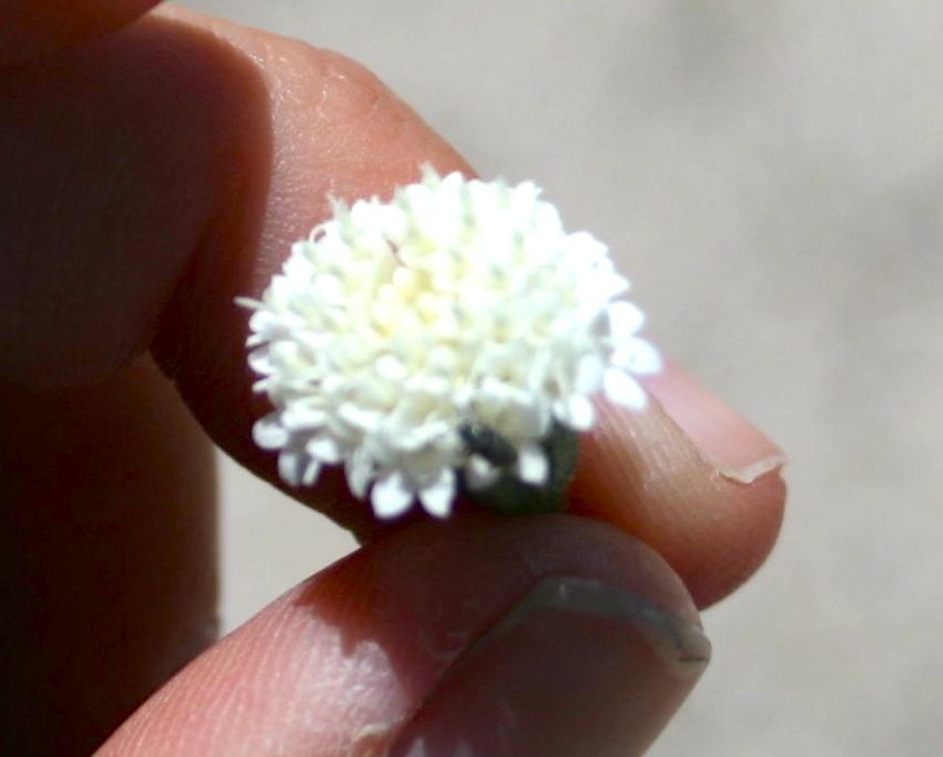 Chaenactis fremontii (Fremont pincushion), native California herb