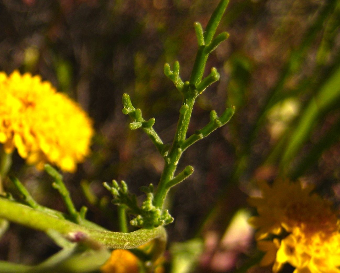 Chaenactis glabriuscula var. glabriuscula (Common yellow chaenactis), native California herb