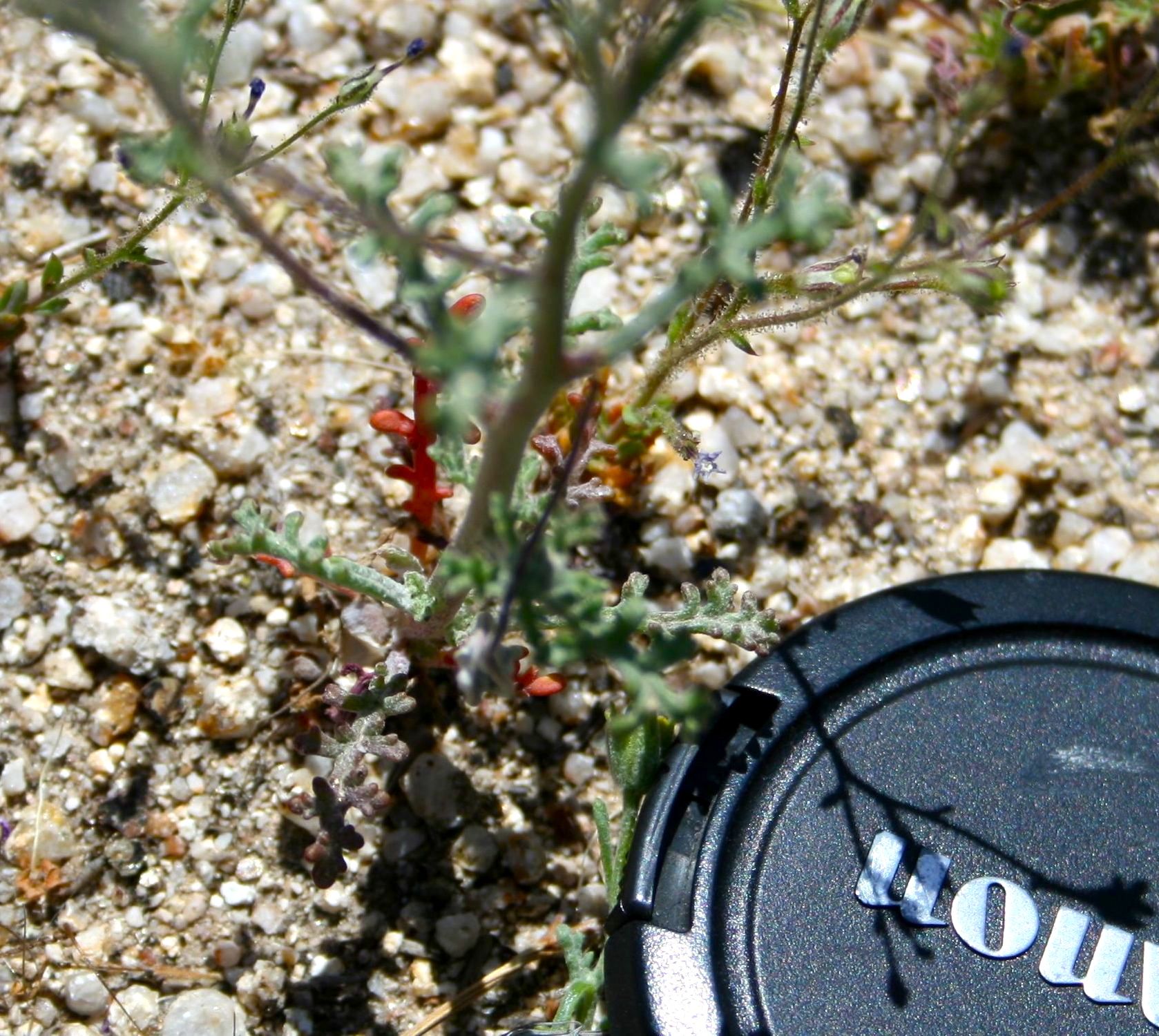 Chaenactis glabriuscula — parent species of Chaenactis glabriuscula var. orcuttiana