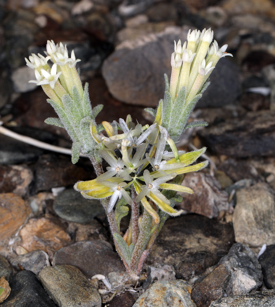 Chaenactis macrantha (Mojave pincushion), native California herb