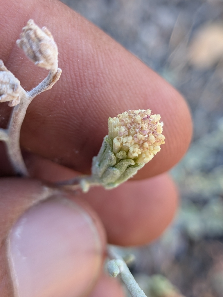 Chaenactis parishii (Parish's chaenactis), native California subshrub