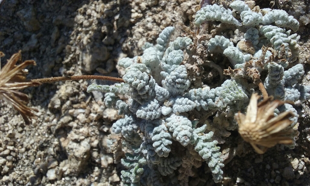 Chaenactis santolinoides (Santolina pincushion), native California herb