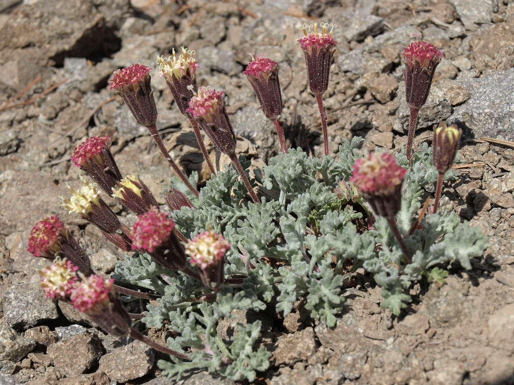 Chaenactis sp. (Pincushion), native California annual