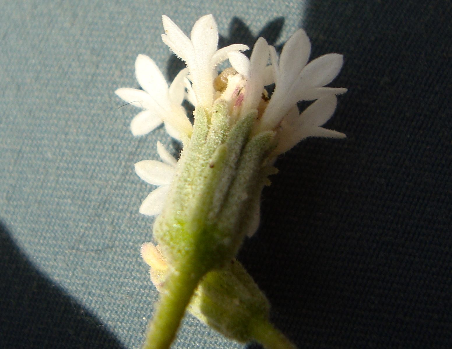 Chaenactis stevioides (Desert pincushion), native California herb