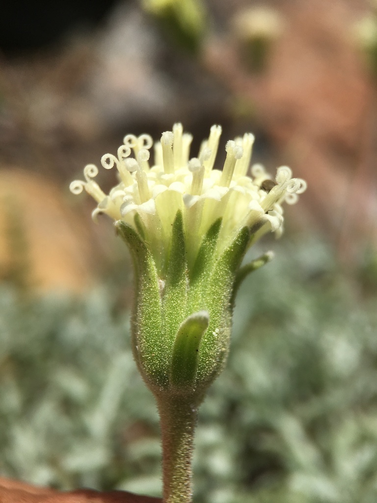 Chaenactis suffrutescens (Shasta chaenactis; shasta pincushion), native California subshrub