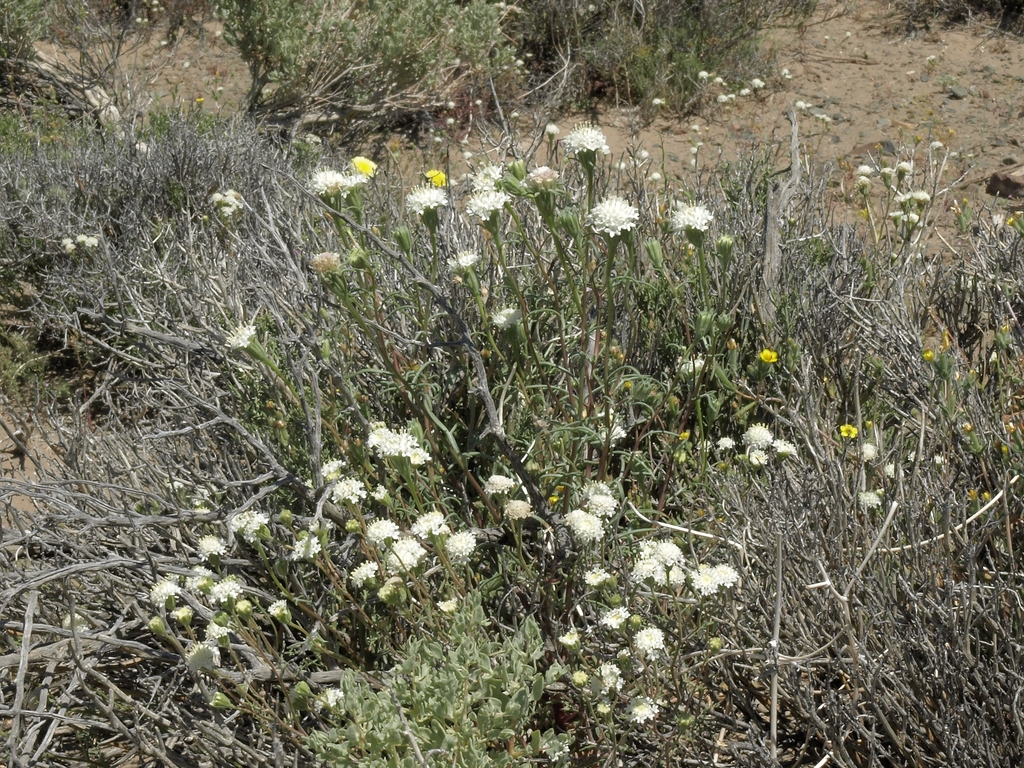 Chaenactis xantiana (Fleshy pincushion), native California herb
