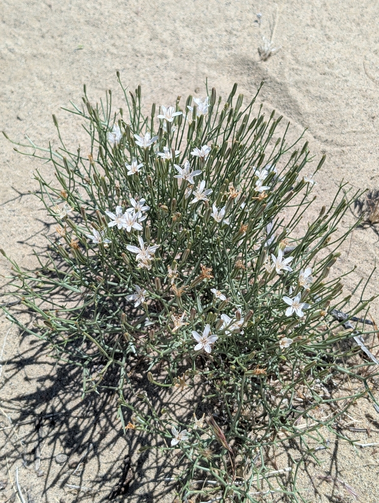 Chaetadelpha wheeleri (Wheeler's dune-broom), native California herb