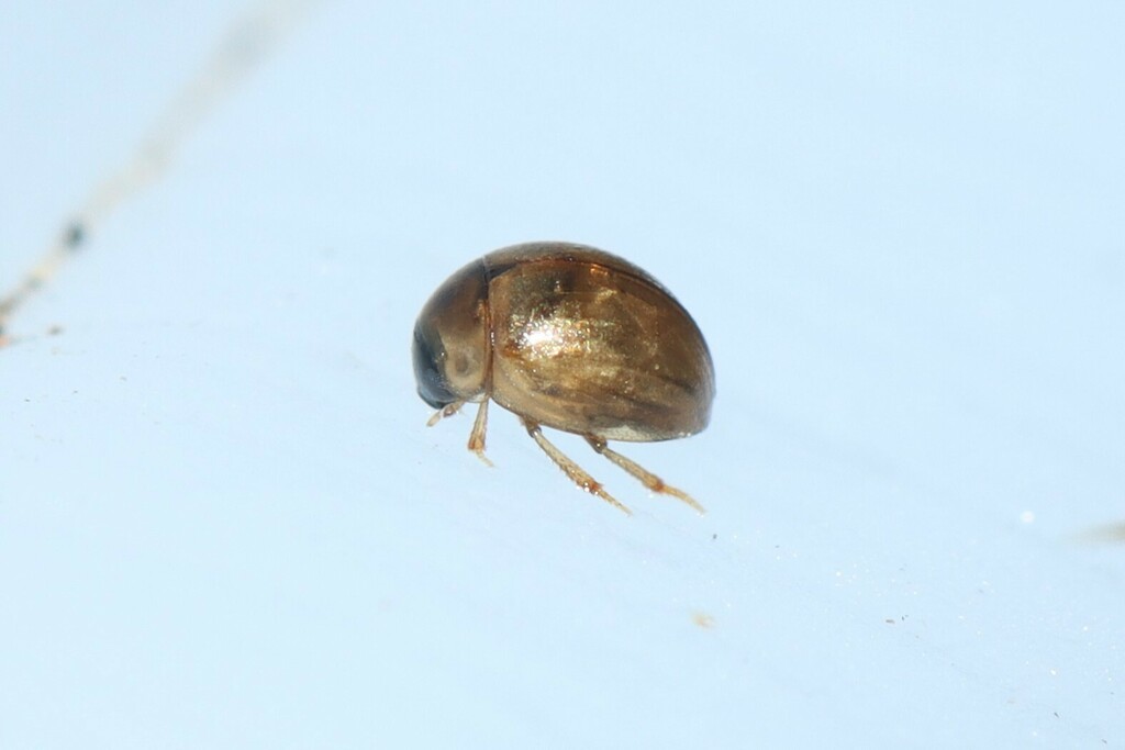 Chaetarthria leechi (Leech's Chaetarthrian Water Scavenger Beetle), California species