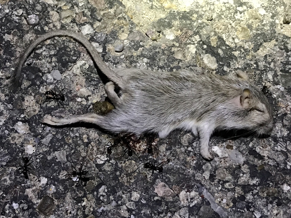Chaetodipus baileyi (Bailey's Pocket Mouse), California species