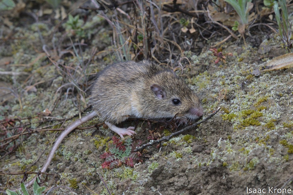 Chaetodipus californicus (California Pocket Mouse), California species