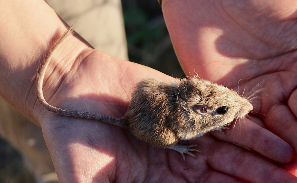 Chaetodipus fallax pallidus (Pallid San Diego Pocket Mouse), California species