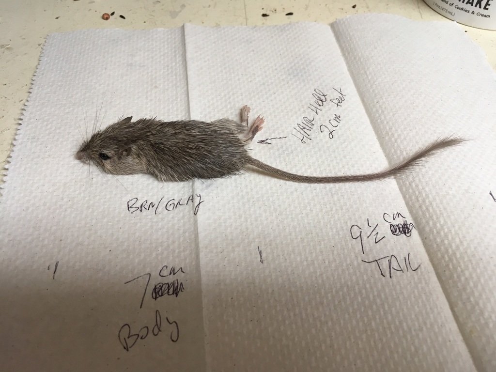 Chaetodipus fallax (San Diego Pocket Mouse), California species