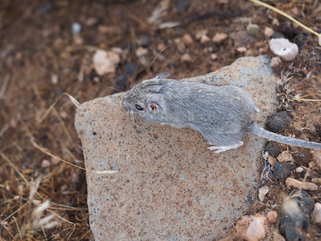 Chaetodipus formosus (Long-tailed Pocket Mouse), California species
