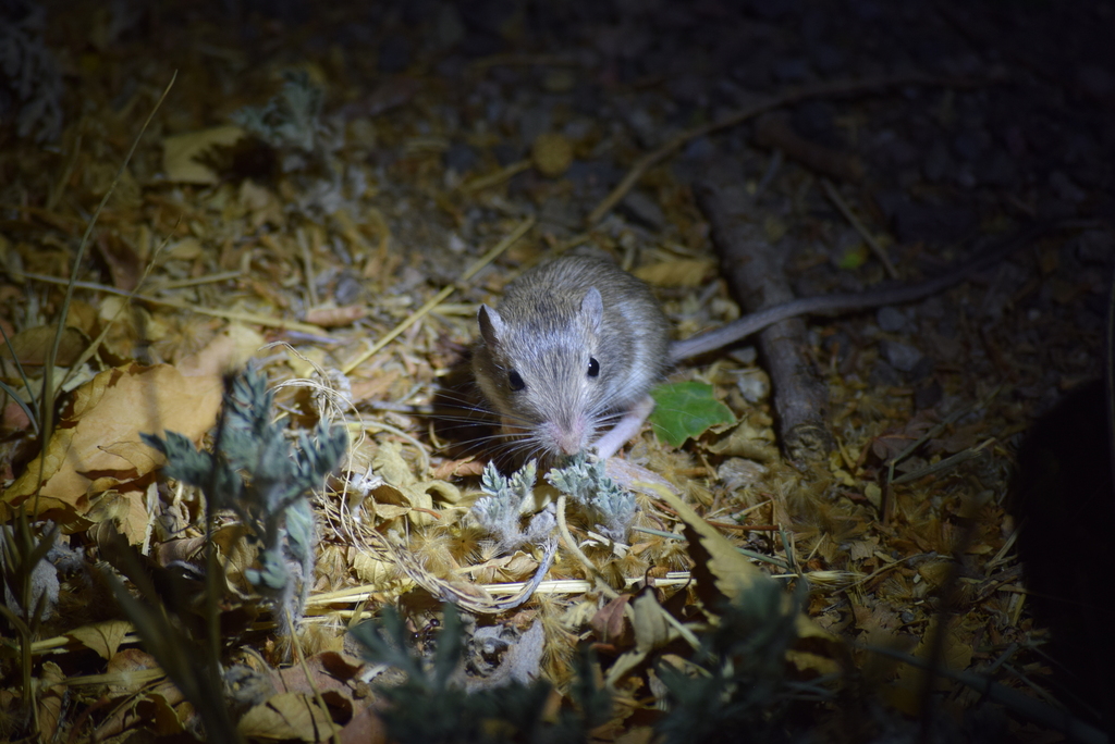 Chaetodipus penicillatus (Desert Pocket Mouse), California species