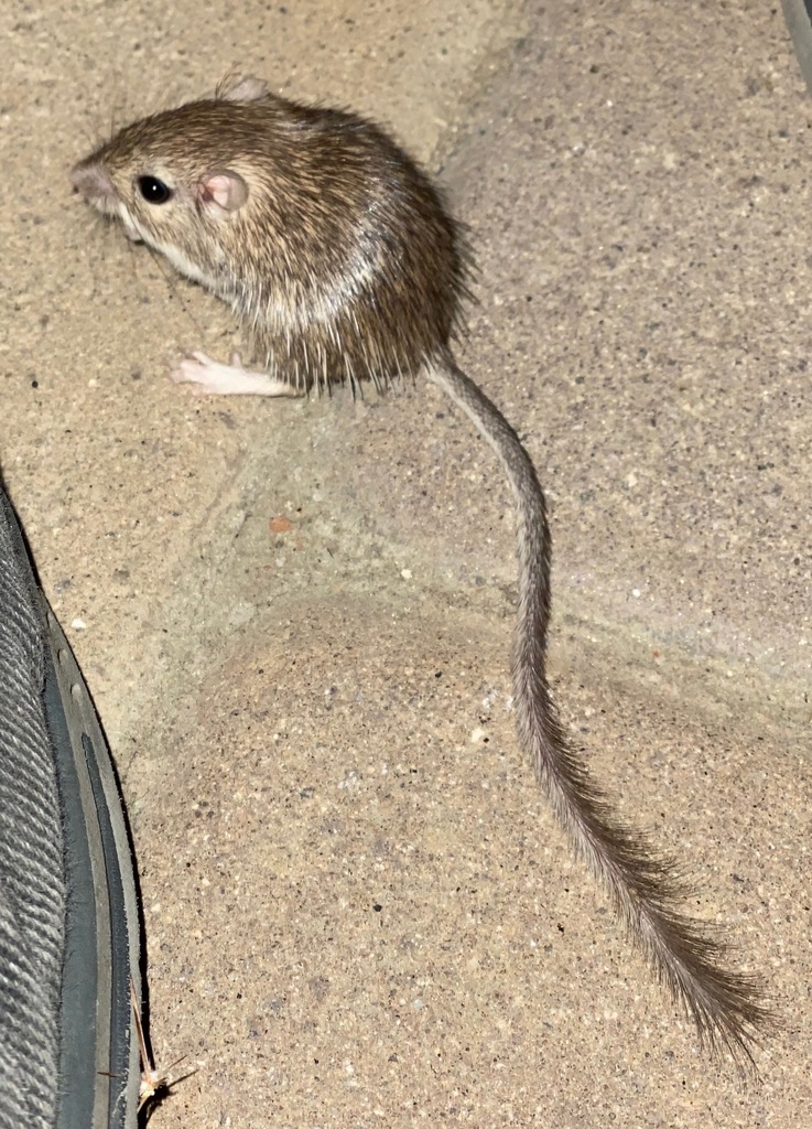 Chaetodipus spinatus (Spiny Pocket Mouse), California species
