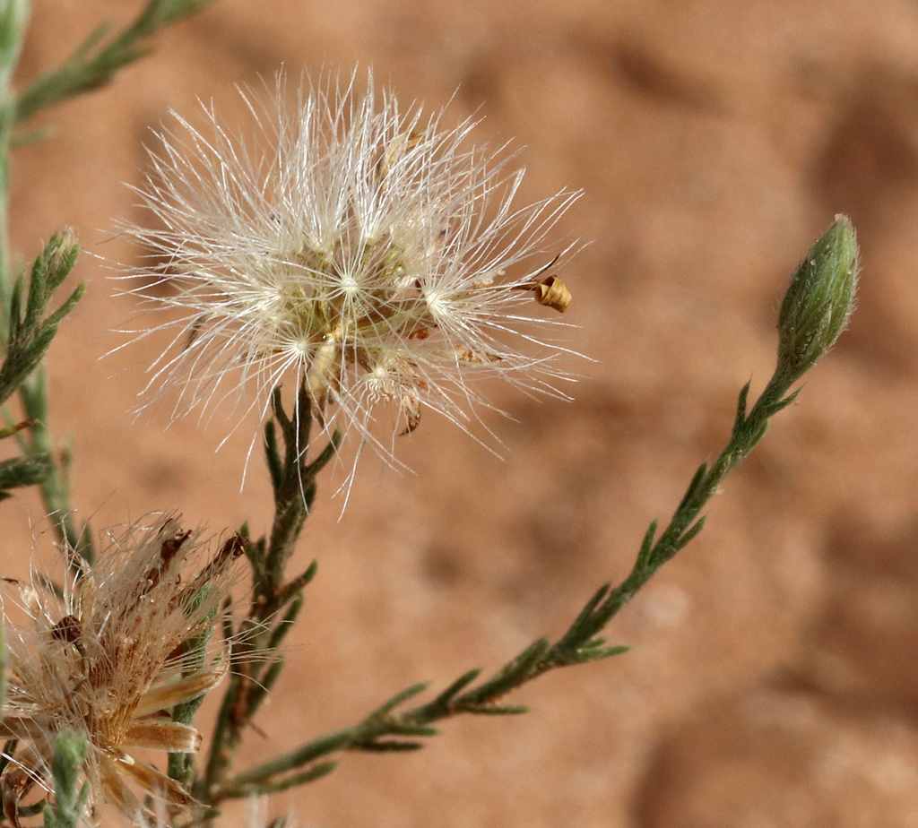 Chaetopappa sp., non-native California perennial
