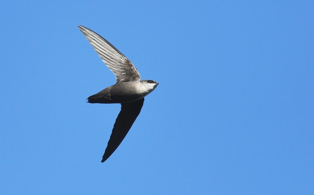 Chaetura pelagica (Chimney Swift), California species