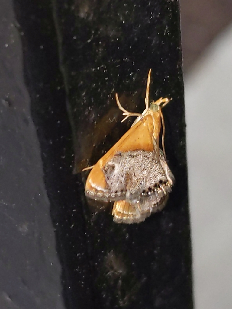 Chalcoela iphitalis (Sooty Winged Chalcoela Moth), California species