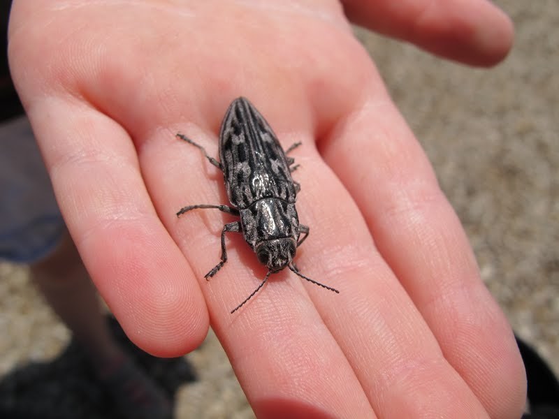 Chalcophora angulicollis (Western Sculptured Pine Borer), California species