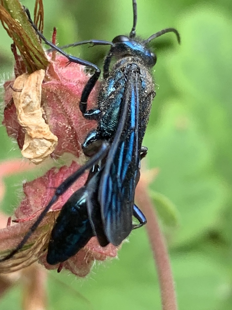 Chalybion californicum (Nearctic Blue Mud-dauber Wasp), California species