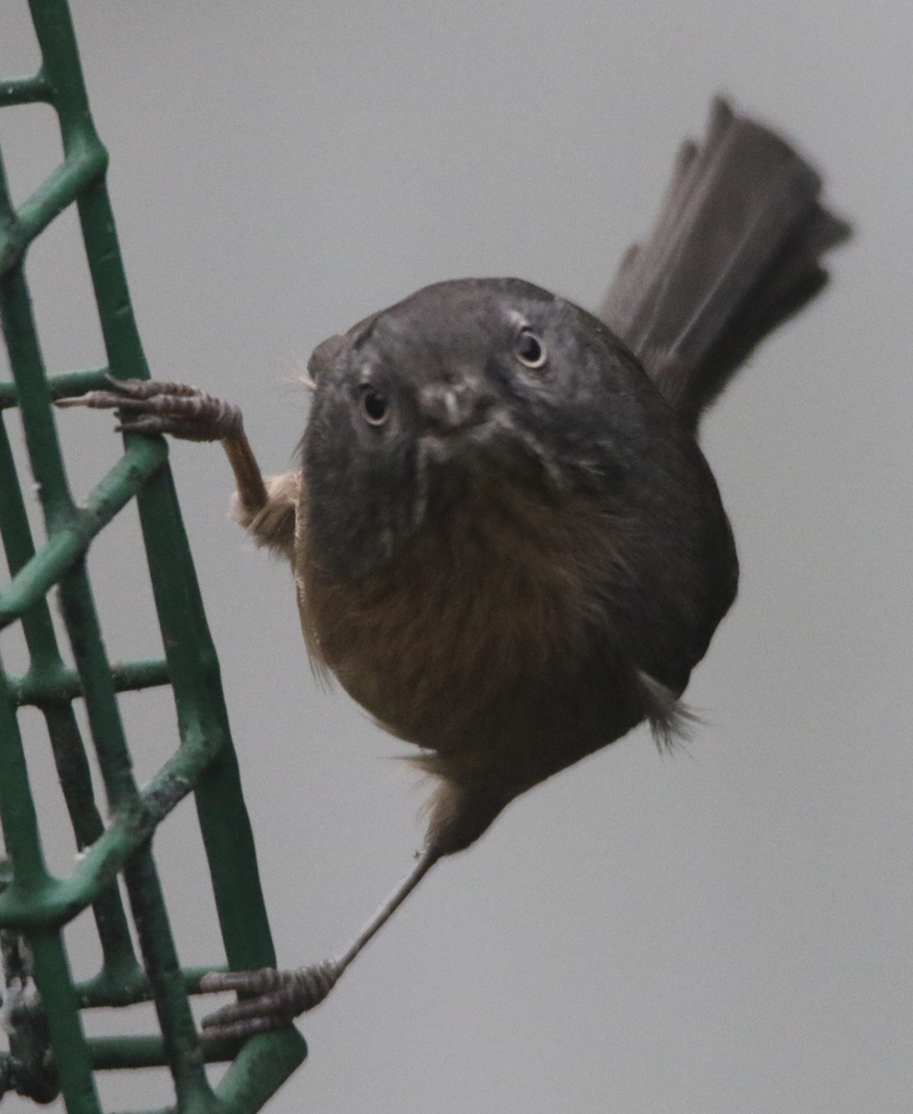 Chamaea fasciata (Wrentit), California species