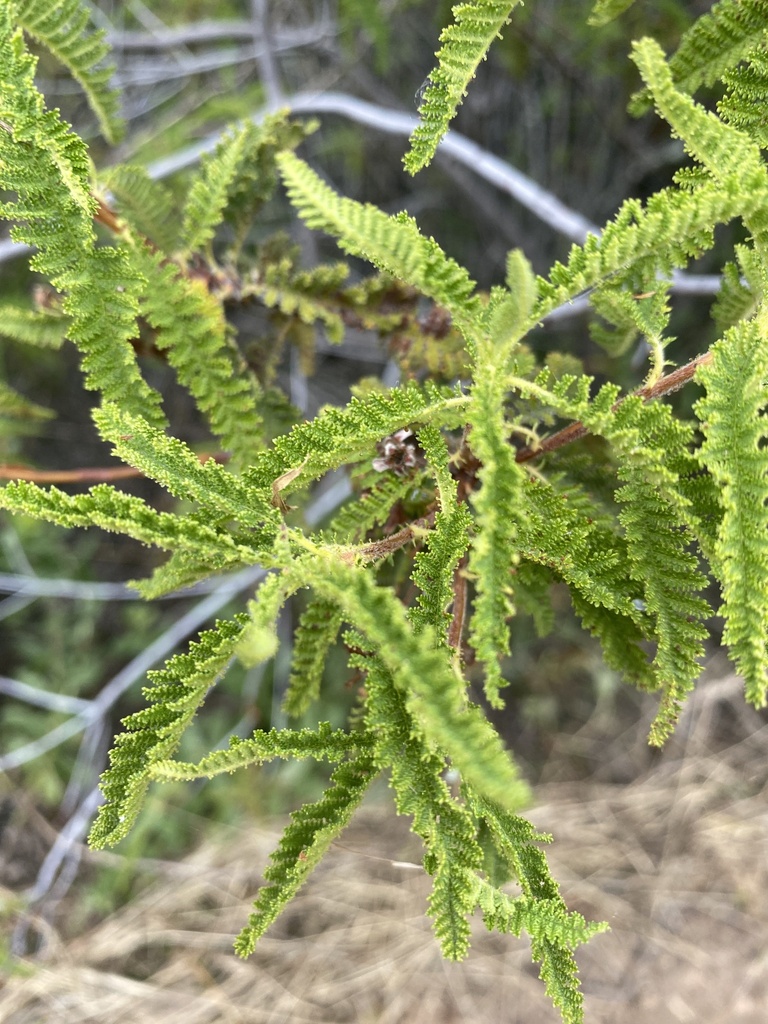 Chamaebatia australis (Southern mountain misery), native California shrub