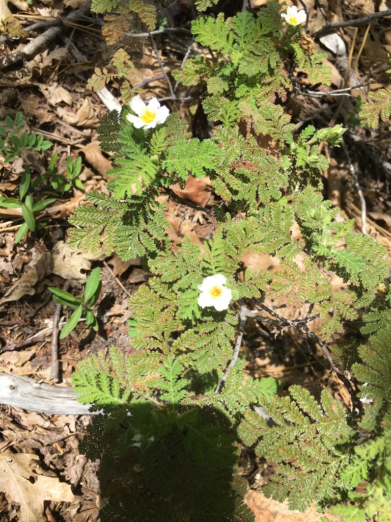 Chamaebatia foliolosa (Mountain misery), native California shrub