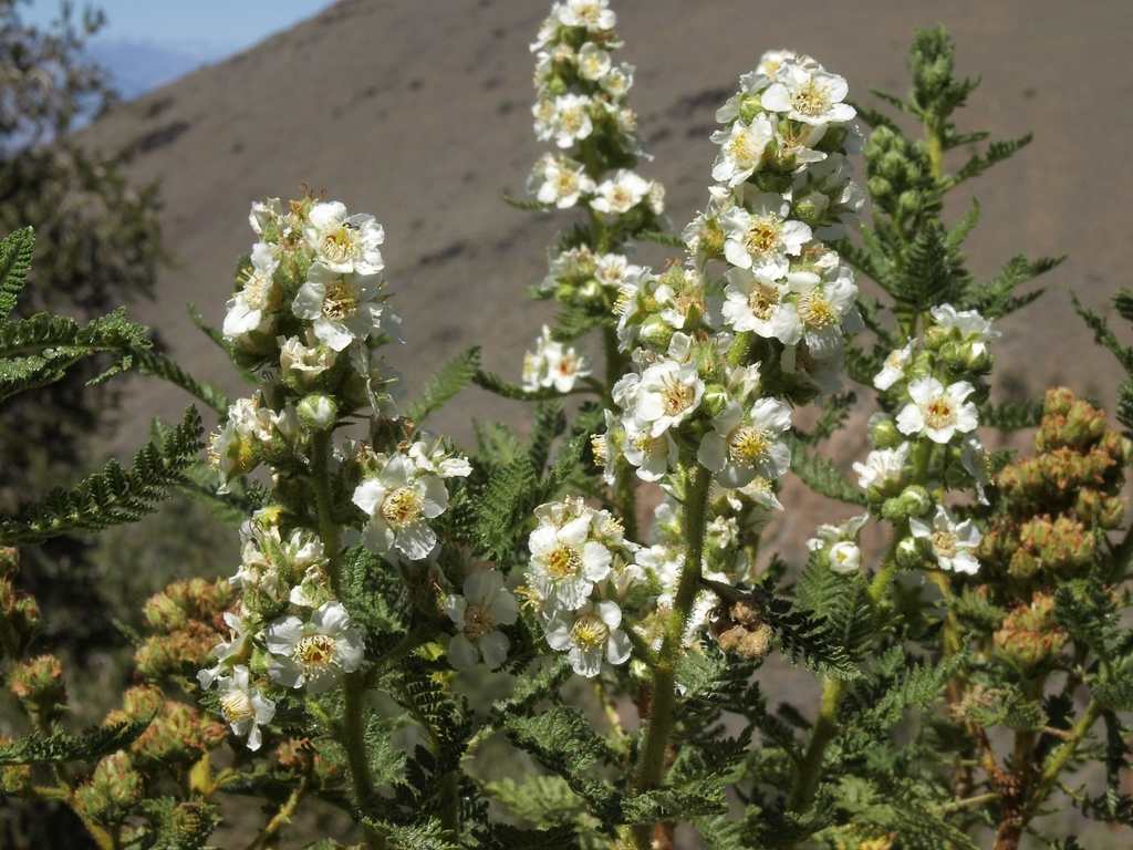 Chamaebatiaria millefolium (Desertsweet), native California shrub