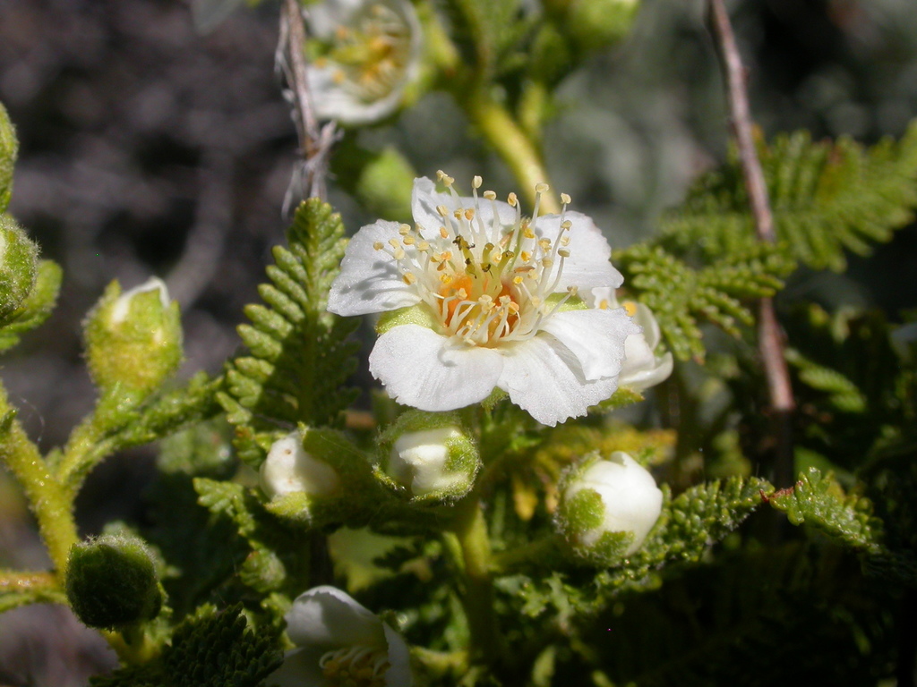 Chamaebatiaria sp., native California annual