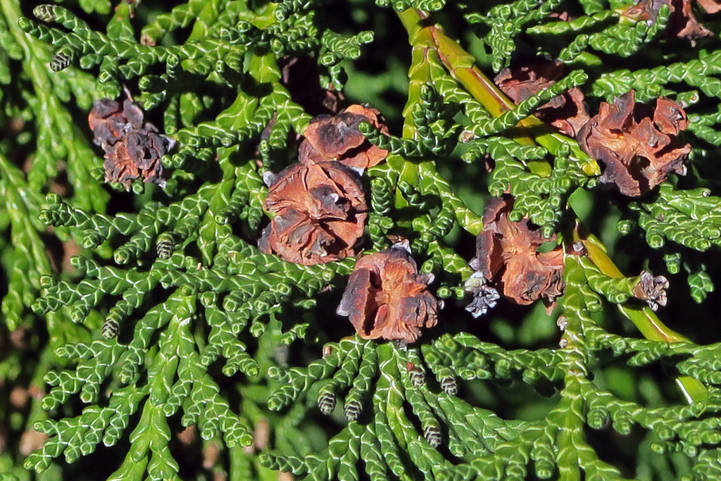 Chamaecyparis lawsoniana (Port orford cedar), native California tree