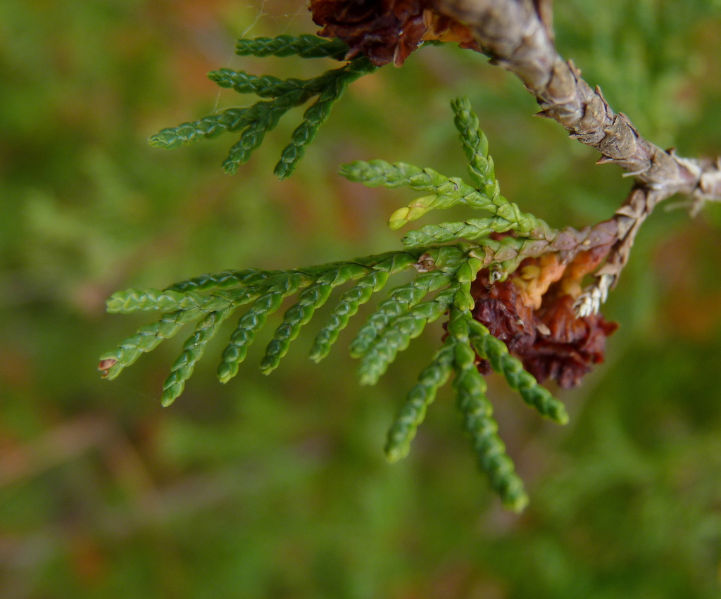 Chamaecyparis sp. (False cypress), non-native California tree