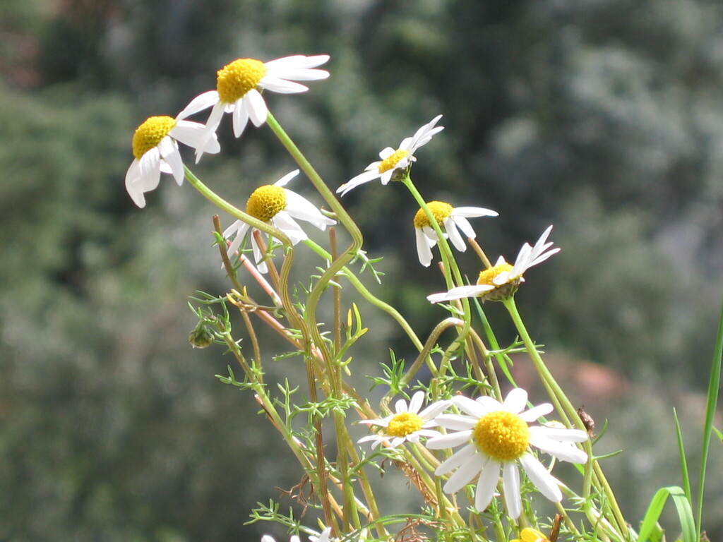Chamaemelum fuscatum (Chamomile), non-native California herb