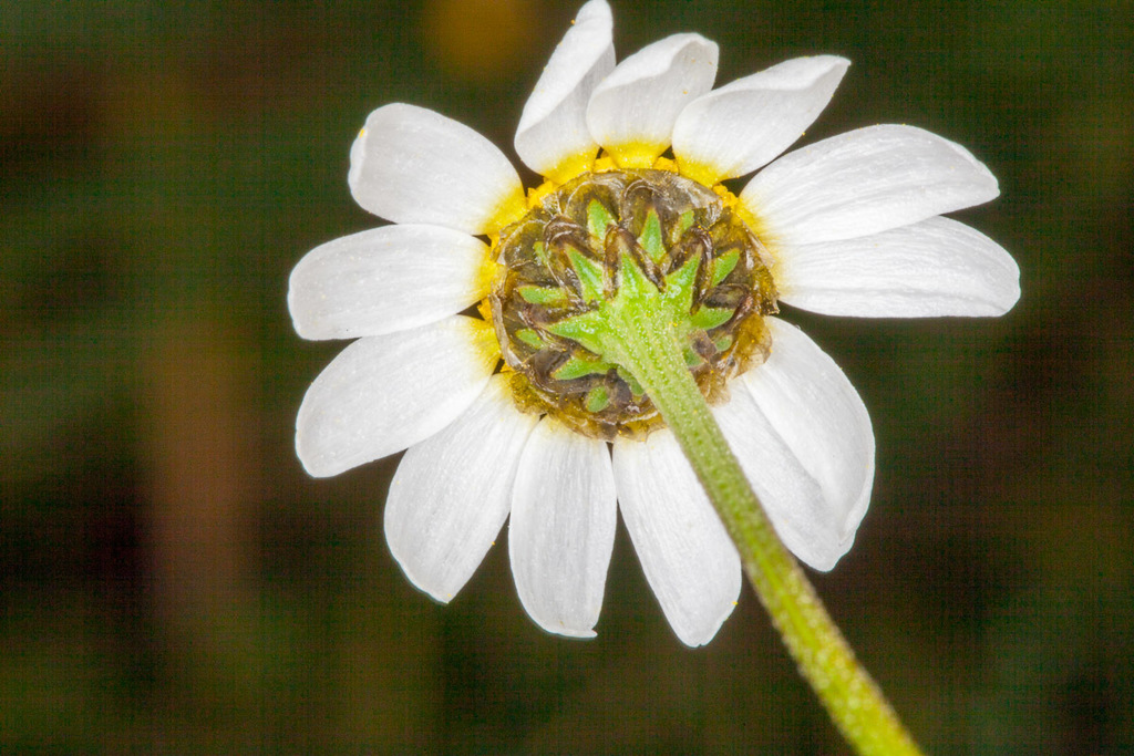 Chamaemelum sp., non-native California perennial