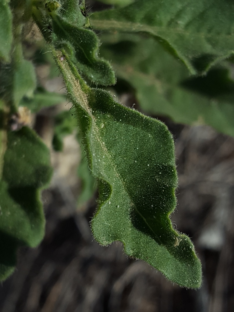 Chamaesaracha sordida (Hairy five-eyes), California herb