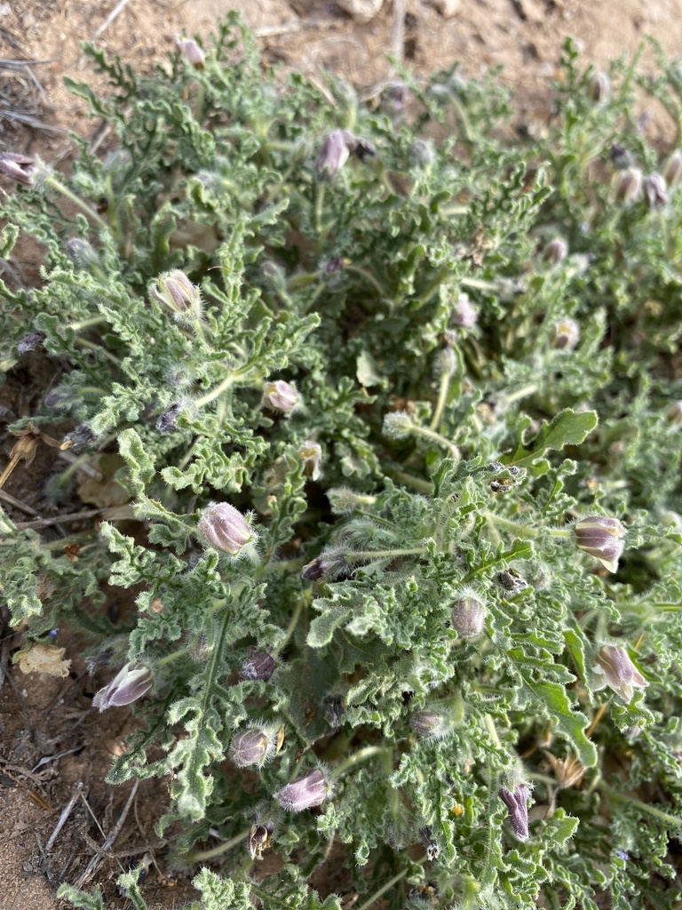Chamaesaracha sp. (Five-eyes), non-native California perennial