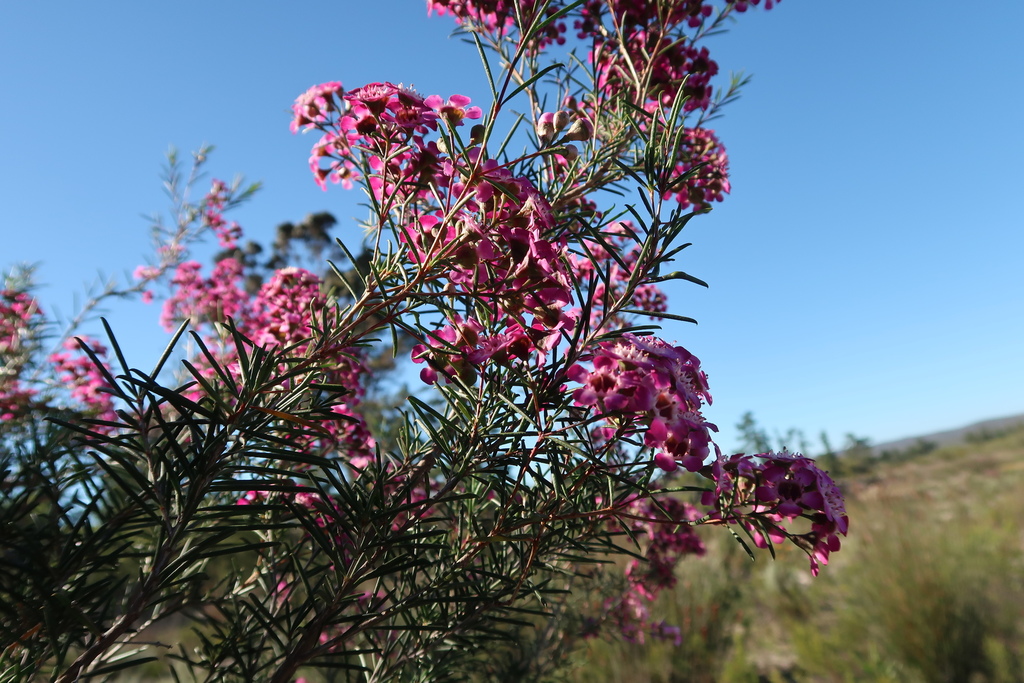 Chamelaucium uncinatum (Waxflower), non-native California shrub