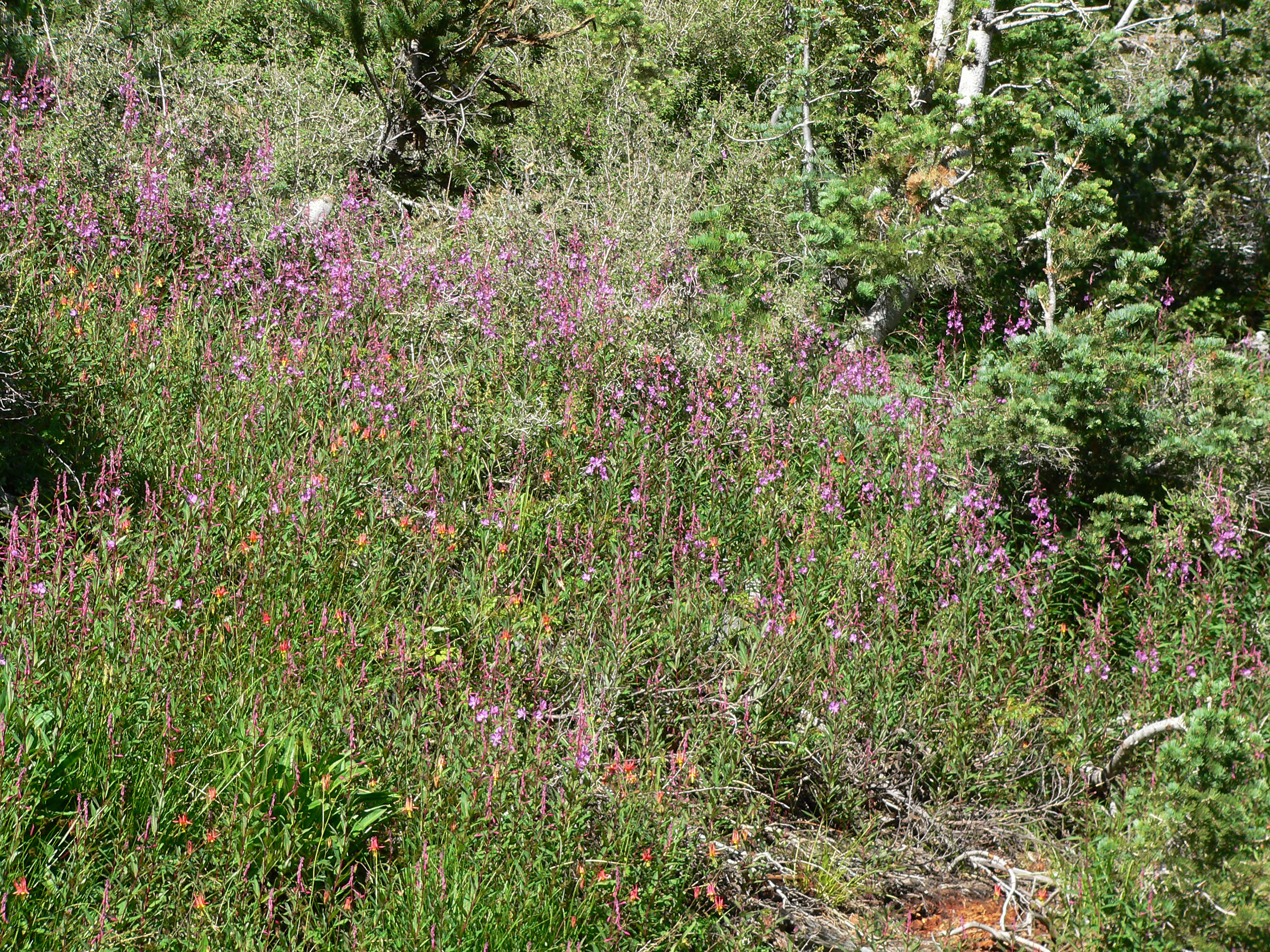 Chamerion angustifolium subsp. circumvagum (Fireweed), native California herb